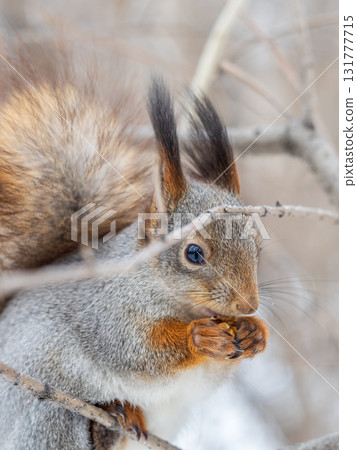 The squirrel with nut sits on tree in the winter or late autumn The squirrel with nut sits on tree in the winter or late autumn 131777715
