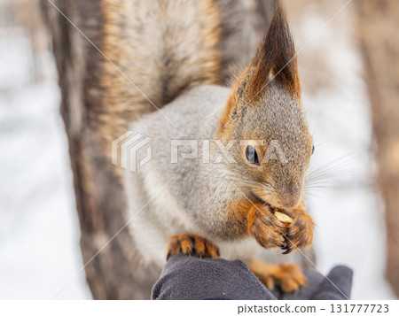 Squirrel eats nuts from a man's hand. Caring for animals in winter or autumn. 131777723