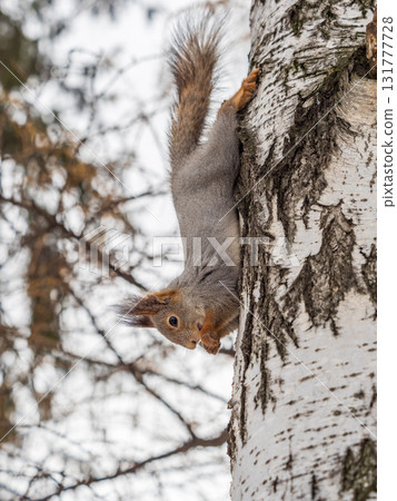 Squirrel sitting upside down on a tree trunk. The squirrel hangs upside down on a tree against colorful blurred background. Close-up. Squirrel sitting upside down on a tree trunk. The squirrel hangs upside down on a tree against colorful blurred background. Close-up. 131777728