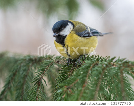 Cute bird Great tit, songbird sitting on the fir branch with snow in winter 131777730