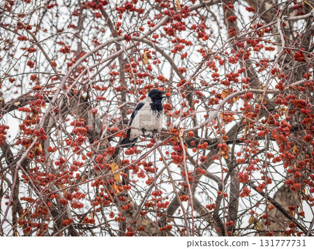A hooded crow sitting on a tree 131777731