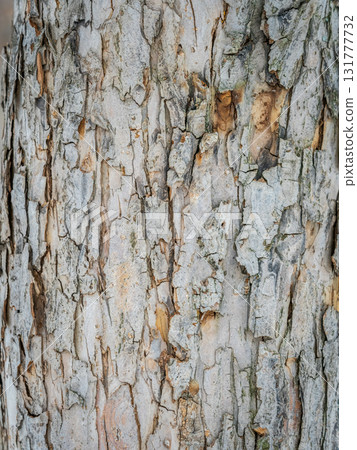 The texture of the bark of an old apple tree 131777732