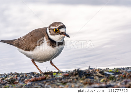 Little ringed plover (Charadrius dubius), bird standing on the lake shore Little ringed plover (Charadrius dubius), bird standing on the lake shore 131777735