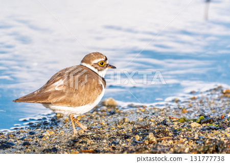 Little ringed plover (Charadrius dubius), bird standing on the lake shore 131777738