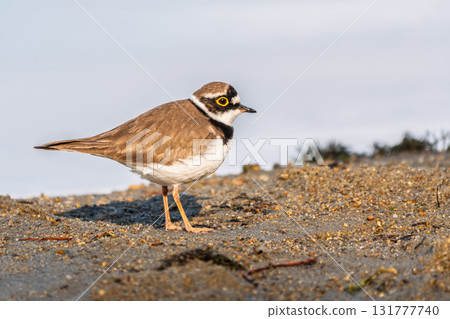 Little ringed plover (Charadrius dubius), bird standing on the lake shore 131777740