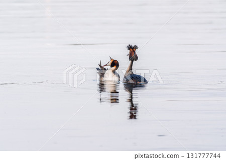 Mating games of two water birds Great Crested Grebes. Two waterfowl birds Great Crested Grebes swim in the lake with heart shaped silhouette 131777744