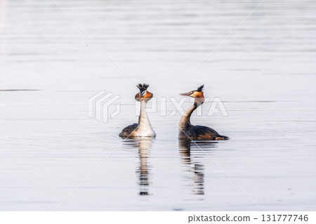 Mating games of two water birds Great Crested Grebes. Two waterfowl birds Great Crested Grebes swim in the lake with heart shaped silhouette Mating games of two water birds Great Crested Grebes. Two waterfowl birds Great Crested Grebes swim in the lake with heart shaped silhouette 131777746