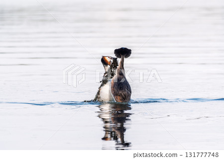 Mating games of two water birds Great Crested Grebes. Two waterfowl birds Great Crested Grebes swim in the lake with heart shaped silhouette Mating games of two water birds Great Crested Grebes. Two waterfowl birds Great Crested Grebes swim in the lake with heart shaped silhouette 131777748