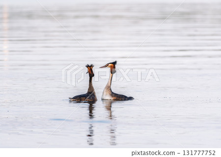 Mating games of two water birds Great Crested Grebes. Two waterfowl birds Great Crested Grebes swim in the lake with heart shaped silhouette Mating games of two water birds Great Crested Grebes. Two waterfowl birds Great Crested Grebes swim in the lake with heart shaped silhouette 131777752