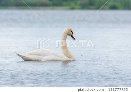 Graceful white Swan swimming in the lake, swans in the wild. Portrait of a white swan swimming on a lake. Graceful white Swan swimming in the lake, swans in the wild. Portrait of a white swan swimming on a lake. 131777755