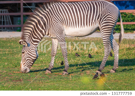 Grevy's zebra, lat Equus grevyi, also known as the imperial zebra eats green grass. 131777759