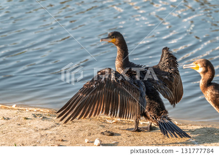 Great cormorant, Phalacrocorax carbo, sits on stone and dries its wings on the wind. 131777784