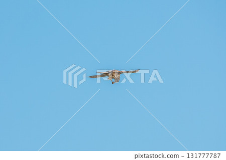 Common kestrel, Falco tinnunculus, hovered in the air in search of prey 131777787
