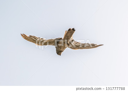 Common kestrel, Falco tinnunculus, hovered in the air in search of prey 131777788