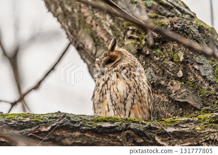 Long-eared owl (Asio otus), looking forward with wide opened eyes 131777805