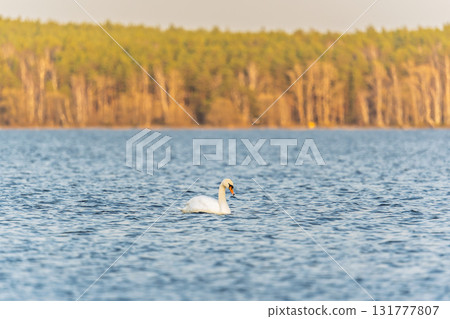 Graceful white Swan swimming in the lake, swans in the wild. Portrait of a white swan swimming on a lake. Graceful white Swan swimming in the lake, swans in the wild. Portrait of a white swan swimming on a lake. 131777807