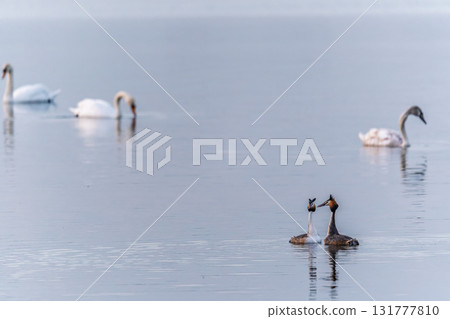 Mating games of two water birds Great Crested Grebes. Two waterfowl birds Great Crested Grebes swim in the lake with heart shaped silhouette Mating games of two water birds Great Crested Grebes. Two waterfowl birds Great Crested Grebes swim in the lake with heart shaped silhouette 131777810