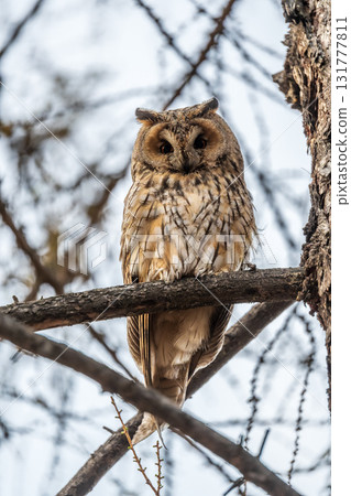 Long-eared owl (Asio otus), looking forward with wide opened eyes Long-eared owl (Asio otus), looking forward with wide opened eyes 131777811