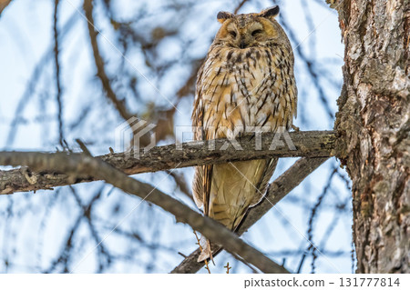 Long-eared owl (Asio otus), looking forward with wide opened eyes Long-eared owl (Asio otus), looking forward with wide opened eyes 131777814