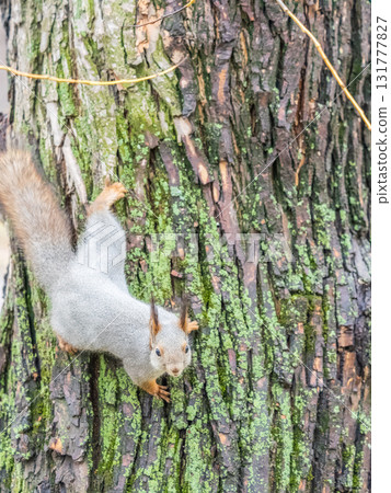 Squirrel sitting upside down on a tree trunk. The squirrel hangs upside down on a tree against colorful blurred background. Close-up. 131777827