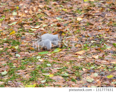 Squirrel in autumn hides nuts on the green grass with fallen yellow leaves 131777831