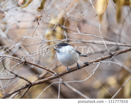 Cute bird the willow tit, song bird sitting on a branch without leaves in the winter. 131777838