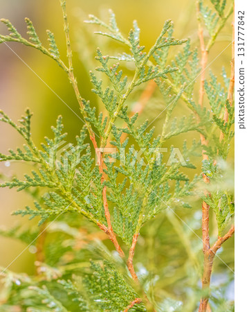 Thuja branches with drops of water after rain. Wet branches in the sunset light. Thuja branches with drops of water after rain. Wet branches in the sunset light. 131777842