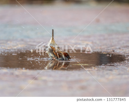 Sparrows splash in a puddle in autumn 131777845