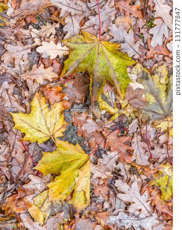 Orange and yellow fallen leaves in the sunlight. Orange and yellow fallen leaves in the sunlight. 131777847