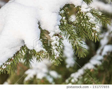 Green fir branches in winter covered with snow. Branches of fir tree as background. Frosty spruce branches. Outdoor with snowy winter nature. Forest landscape Green fir branches in winter covered with snow. Branches of fir tree as background. Frosty spruce branches. Outdoor with snowy winter nature. Forest landscape 131777855