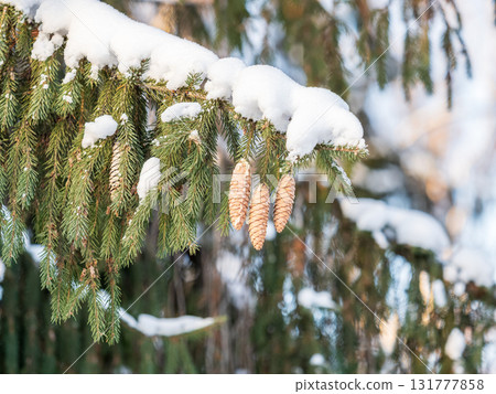 Green fir branches in winter covered with snow. Branches of fir tree as background. Frosty spruce branches. Outdoor with snowy winter nature. Forest landscape 131777858