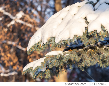 Green fir branches in winter covered with snow. Branches of fir tree as background. Frosty spruce branches. Outdoor with snowy winter nature. Forest landscape 131777862