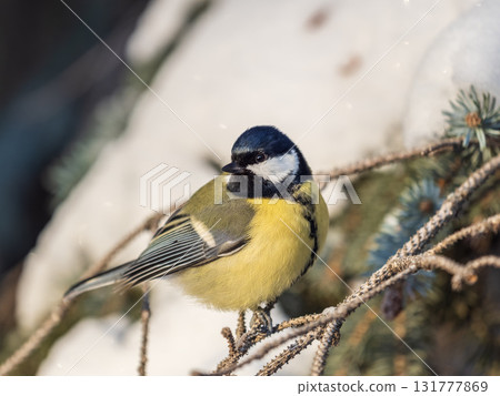 Cute bird Great tit, songbird sitting on the fir branch with snow in winter Cute bird Great tit, songbird sitting on the fir branch with snow in winter 131777869