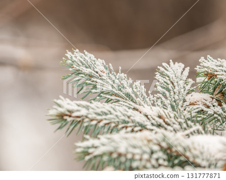 Green fir branches in winter covered with snow. Branches of fir tree as background. Frosty spruce branches. Outdoor with snowy winter nature. Forest landscape Green fir branches in winter covered with snow. Branches of fir tree as background. Frosty spruce branches. Outdoor with snowy winter nature. Forest landscape 131777871