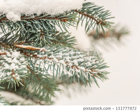 Green fir branches in winter covered with snow. Branches of fir tree as background. Frosty spruce branches. Outdoor with snowy winter nature. Forest landscape 131777872