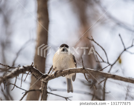 Cute bird the willow tit, song bird sitting on a branch without leaves in the winter. 131777875