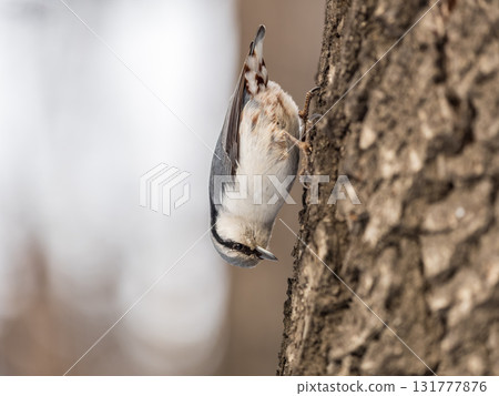 Eurasian nuthatch or wood nuthatch, lat. Sitta europaea, sitting on a tree trunk with a blurred background. Eurasian nuthatch or wood nuthatch, lat. Sitta europaea, sitting on a tree trunk with a blurred background. 131777876