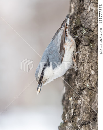 Eurasian nuthatch or wood nuthatch, lat. Sitta europaea, sitting on a tree trunk with a blurred background. 131777878