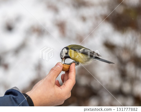 A tit sits on a man's hand and eats seeds. A tit sits on a man's hand and eats seeds. 131777882