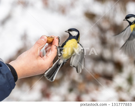 A tit sits on a man's hand and eats seeds. A tit sits on a man's hand and eats seeds. 131777883