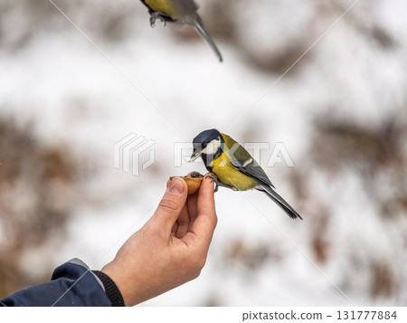 A tit sits on a man's hand and eats seeds. 131777884