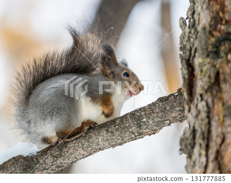 Squirrel sits on a branch in Autumn park 131777885