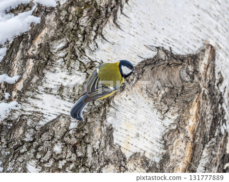 Cute bird Great tit, songbird sitting on the tree trunk Cute bird Great tit, songbird sitting on the tree trunk 131777889
