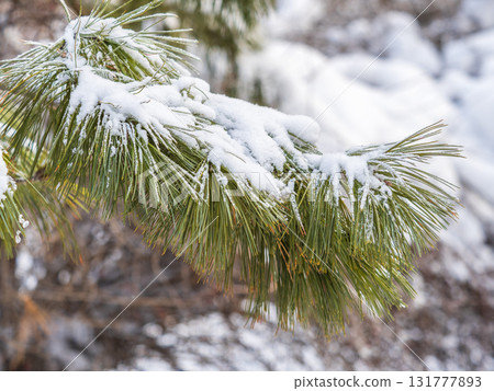 Cedar branches with long fluffy needles in winter covered with snow Cedar branches with long fluffy needles in winter covered with snow 131777893