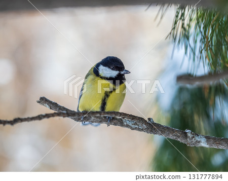 Cute bird Great tit, songbird sitting on the nice branch with beautiful autumn background Cute bird Great tit, songbird sitting on the nice branch with beautiful autumn background 131777894