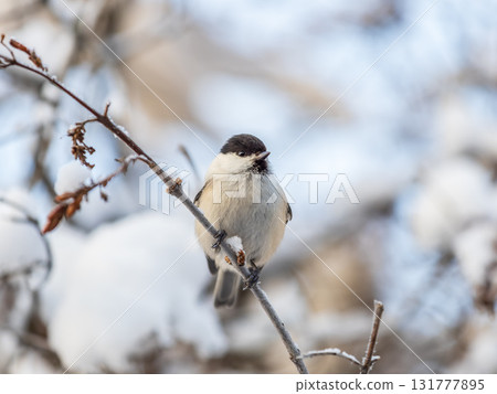 Cute bird the willow tit, song bird sitting on a branch without leaves in the winter. 131777895