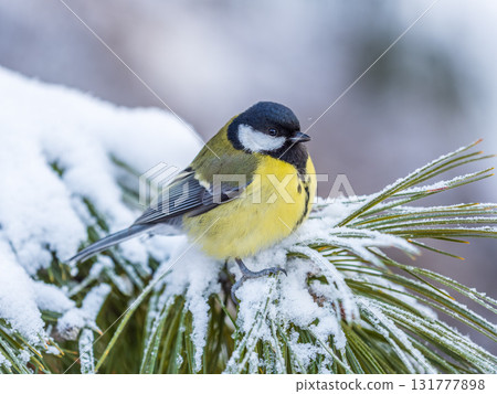 Cute bird Great tit, songbird sitting on the fir branch with snow in winter Cute bird Great tit, songbird sitting on the fir branch with snow in winter 131777898