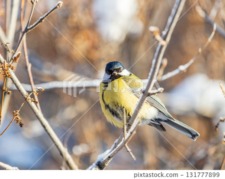 Cute bird Great tit, songbird sitting on the nice branch with beautiful autumn background 131777899