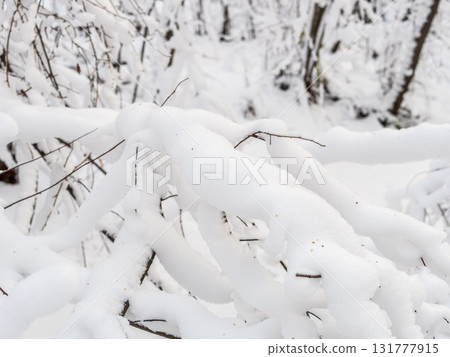 Tree branches in winter covered with snow and frost in snowfall. Frozen tree branches. Tree branches in winter covered with snow and frost in snowfall. Frozen tree branches. 131777915