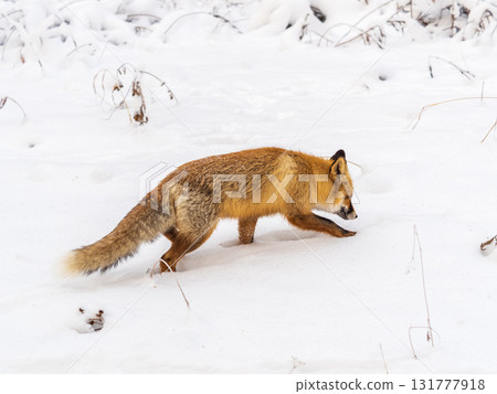 European Red Fox (Vulpes vulpes) in winter forest 131777918